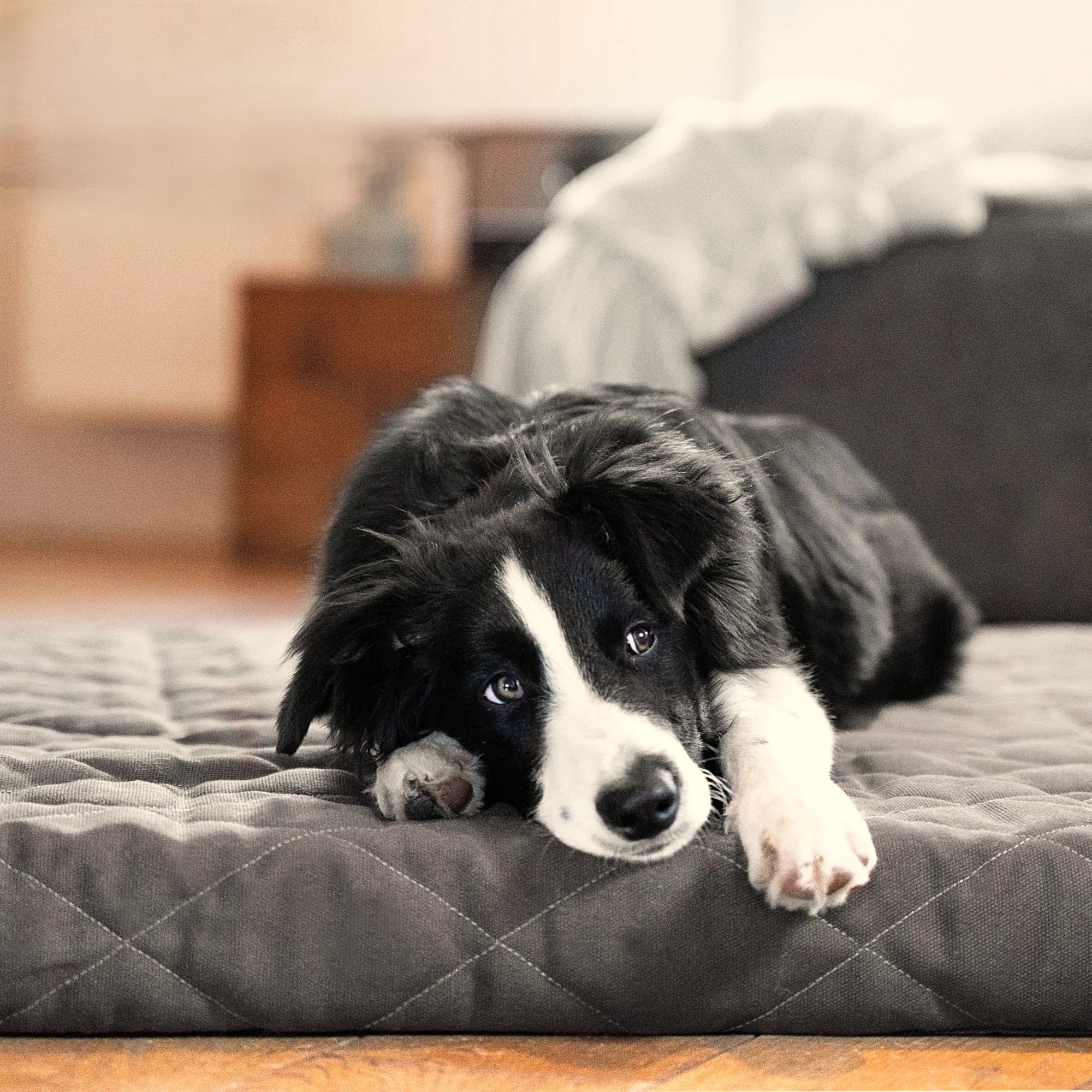 Hundebett FLAT, Steingrau