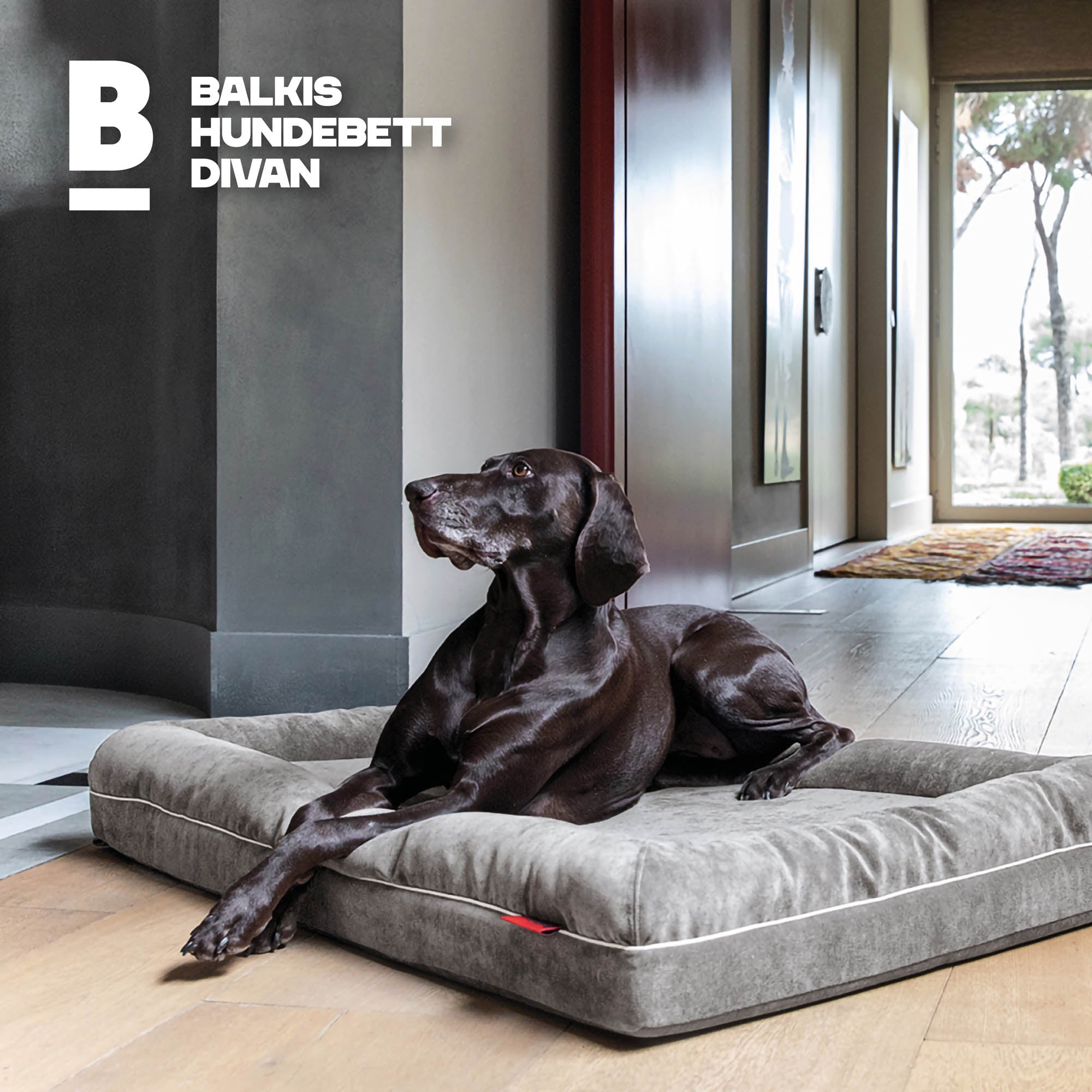 Hundebett Divan - Steingrau