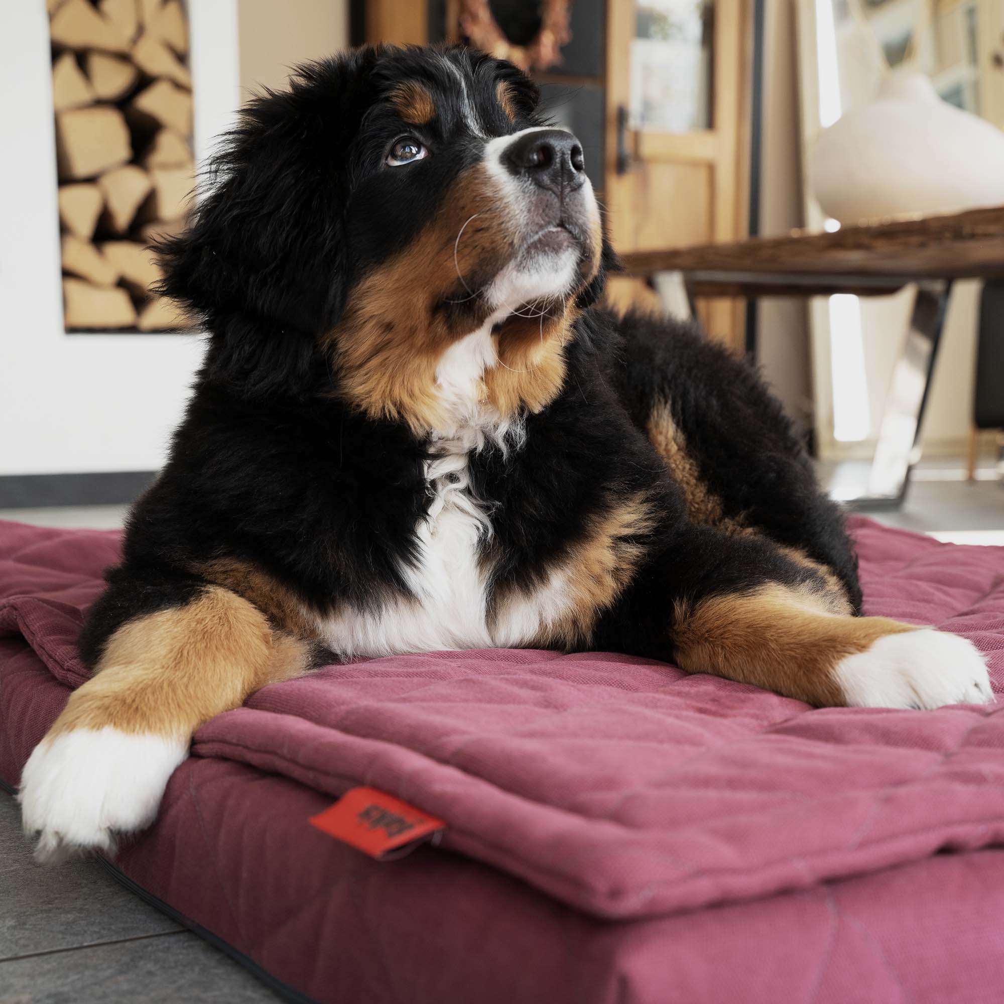 Hundebett FLAT & Topper, Bordeaux