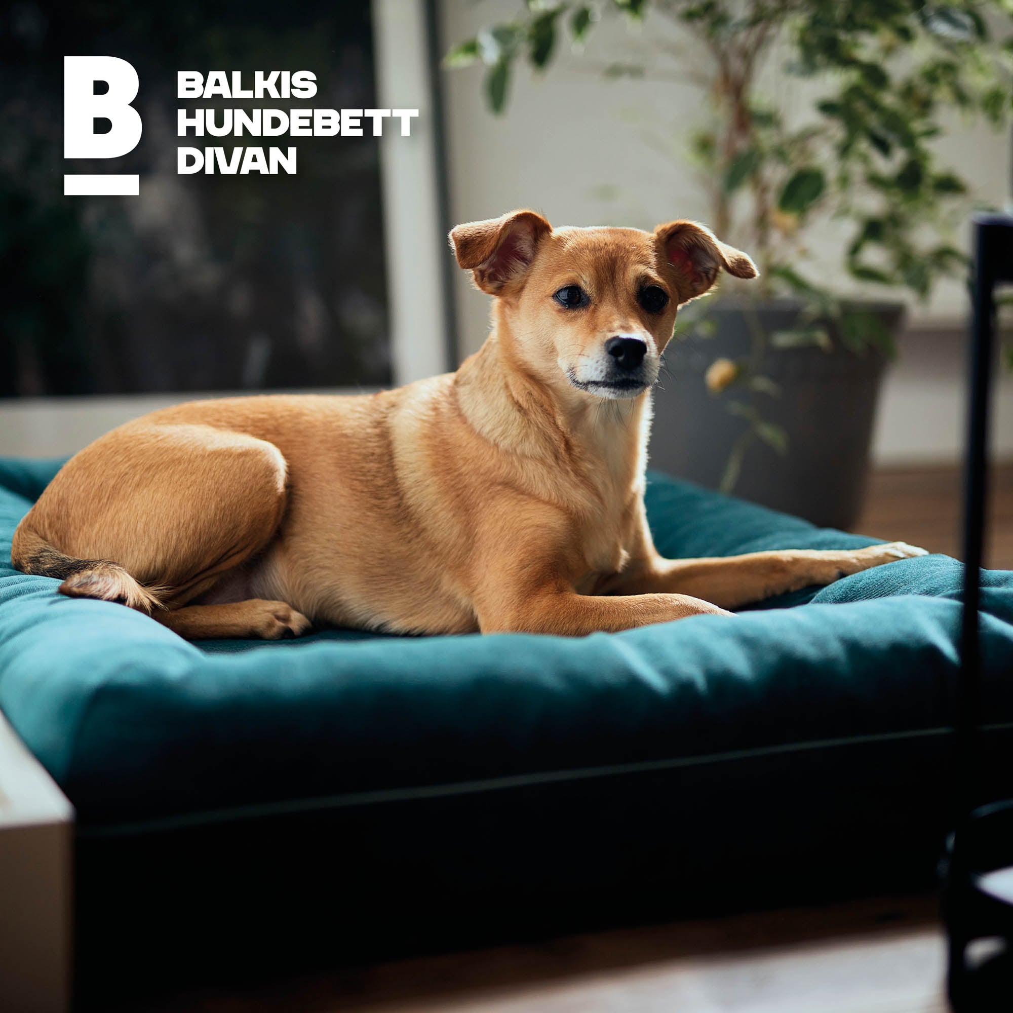 Hundebett Divan - Smaragd